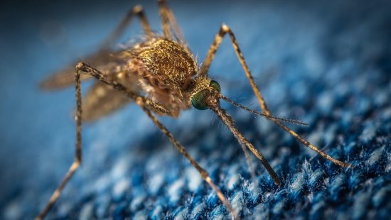 Уничтожение комаров: Эффективные методы борьбы
